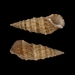 Cerithium vulgatum - Photo (c) Fotios Christodoulou,  זכויות יוצרים חלקיות (CC BY-NC), הועלה על ידי Fotios Christodoulou