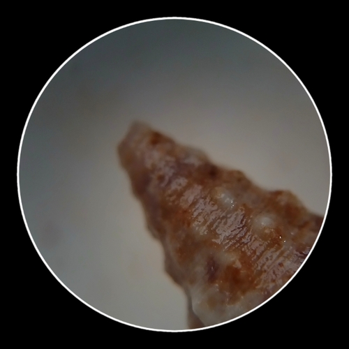 Horn Shell