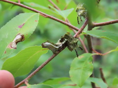 Limenitis arthemis astyanax