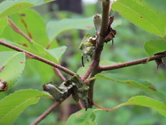 Limenitis arthemis astyanax