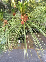 Pinus monticola