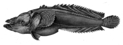 Large-Eye Toadfish photo 3