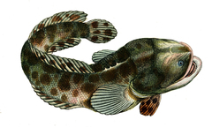 Pacuma Toadfish photo 3
