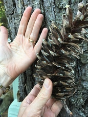 Pinus monticola