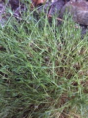 Sagina subulata