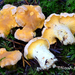 Rainbow Chanterelle - Photo (c) noah_siegel, some rights reserved (CC BY-NC-SA), uploaded by noah_siegel