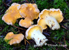 Rainbow Chanterelle - Photo (c) noah_siegel, some rights reserved (CC BY-NC-SA), uploaded by noah_siegel