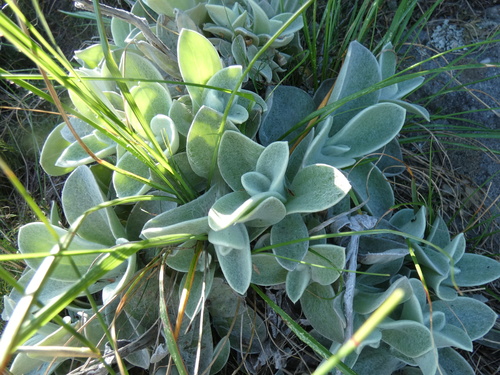 Image of Helichrysum grandiflorum by (c) Sean Hartnett, some rights reserved (CC BY)