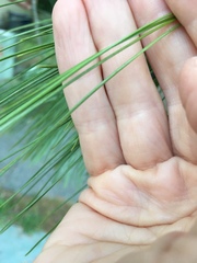 Pinus monticola