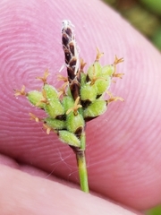 Carex concinna
