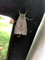 Acronicta americana