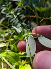 Lathyrus pauciflorus