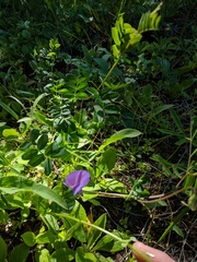 Lathyrus pauciflorus