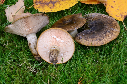 Ugly Milkcap
