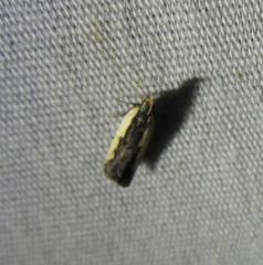 Dichomeris serrativittella