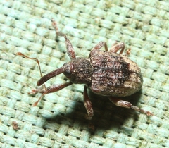 Conotrachelus seniculus
