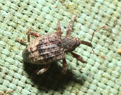 Conotrachelus seniculus