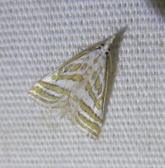 Leptosteges parthenialis