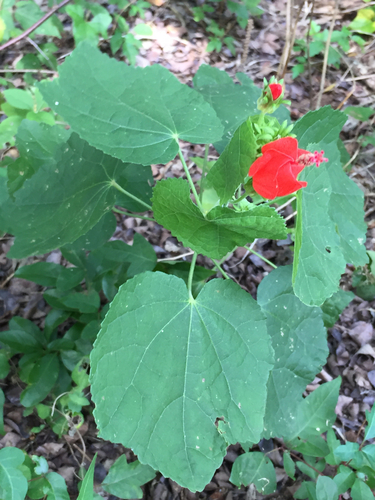 Malvaviscus arboreus