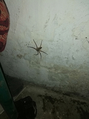 Heteropoda venatoria