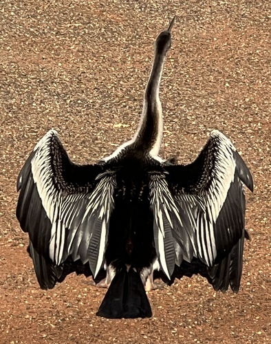 Australasian Darter