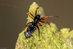 Micrathena spitzi