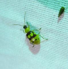 Paranapiacaba connexa