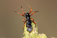 Micrathena spitzi