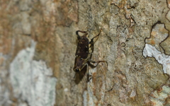 Zygops