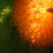 Ecteinascidia turbinata - Photo (c) Kent Miller,  זכויות יוצרים חלקיות (CC BY-ND), הועלה על ידי Kent Miller