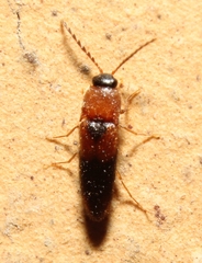 Ampedus areolatus
