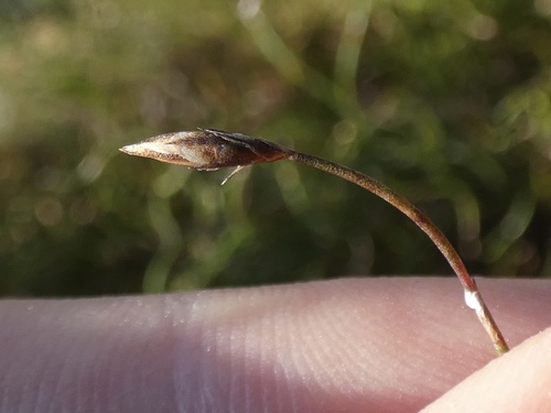 Image of Restio perplexus by (c) Sean Hartnett, some rights reserved (CC BY)