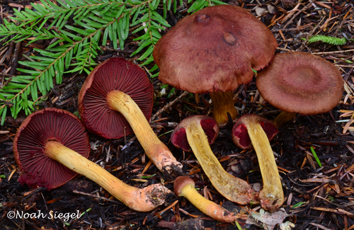 Cortinarius smithii Fungi Van Damme Mendo Nov 2022 iNaturalist