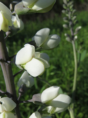 Baptisia alba macrophylla