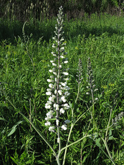 Baptisia alba macrophylla
