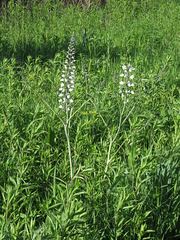 Baptisia alba macrophylla