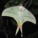 Chinese Moon Moth - Photo (c) Craig Williams, some rights reserved (CC BY-NC)