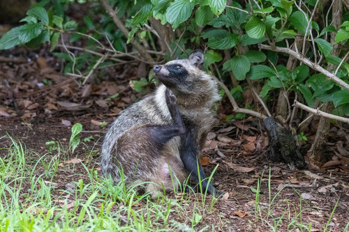 Japanese Raccoon Dog, Rinkaicho, Edogawa City, Tokyo 134-0086, Japan, photo 9 of 10