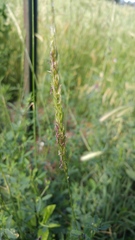 Psathyrostachys juncea