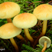Sulphur Tuft - Photo (c) noah_siegel, some rights reserved (CC BY-NC-SA), uploaded by noah_siegel