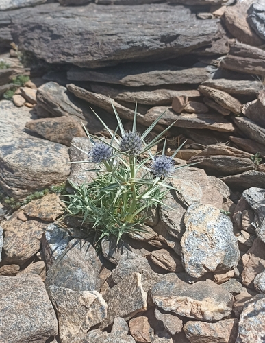 Eryngium glaciale