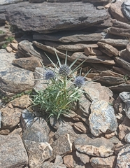 Eryngium glaciale