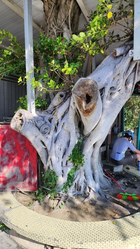 Ficus microcarpa