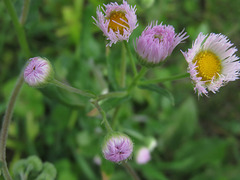 Erigeron philadelphicus philadelphicus