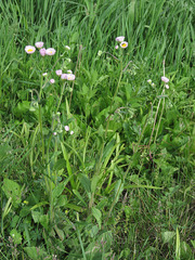 Erigeron philadelphicus philadelphicus
