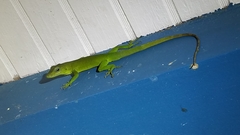 Anolis marmoratus