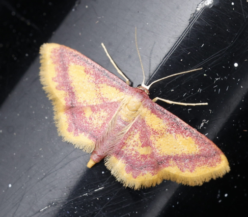 Idaea muricata