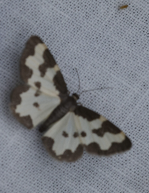 Lomaspilis marginata