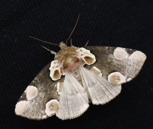 Thyatira batis