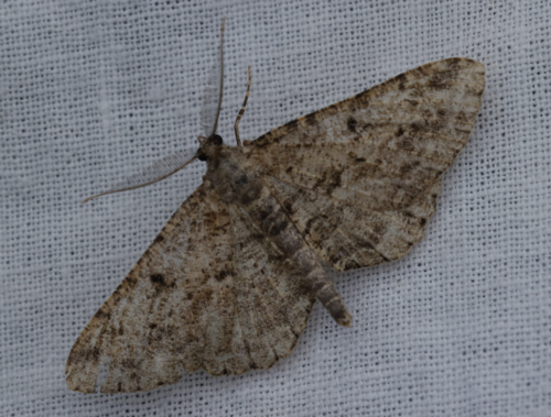 Peribatodes rhomboidaria rhomboidaria